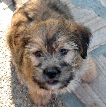 yorkie cross lhasa apso lhasa apso beagle mix beagles yorkie cross lhasa apso lhasa apso beagle mix beagles