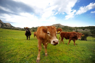 federico stevanin/freedigitalphotos.net