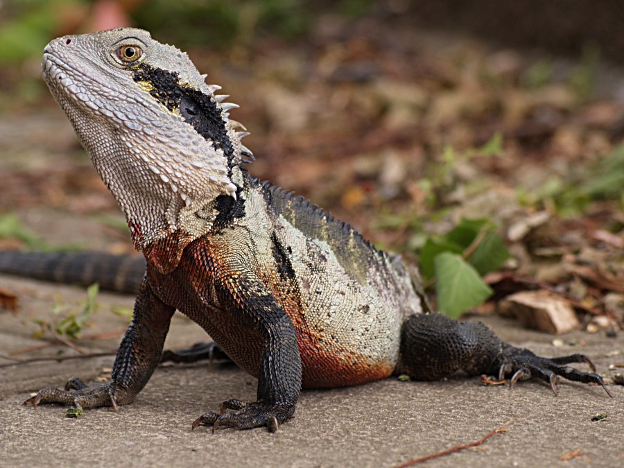 Pet Water Dragon