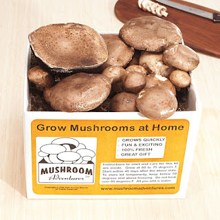 How To Grow Portobello Mushrooms How To Grow Portobello Mushrooms