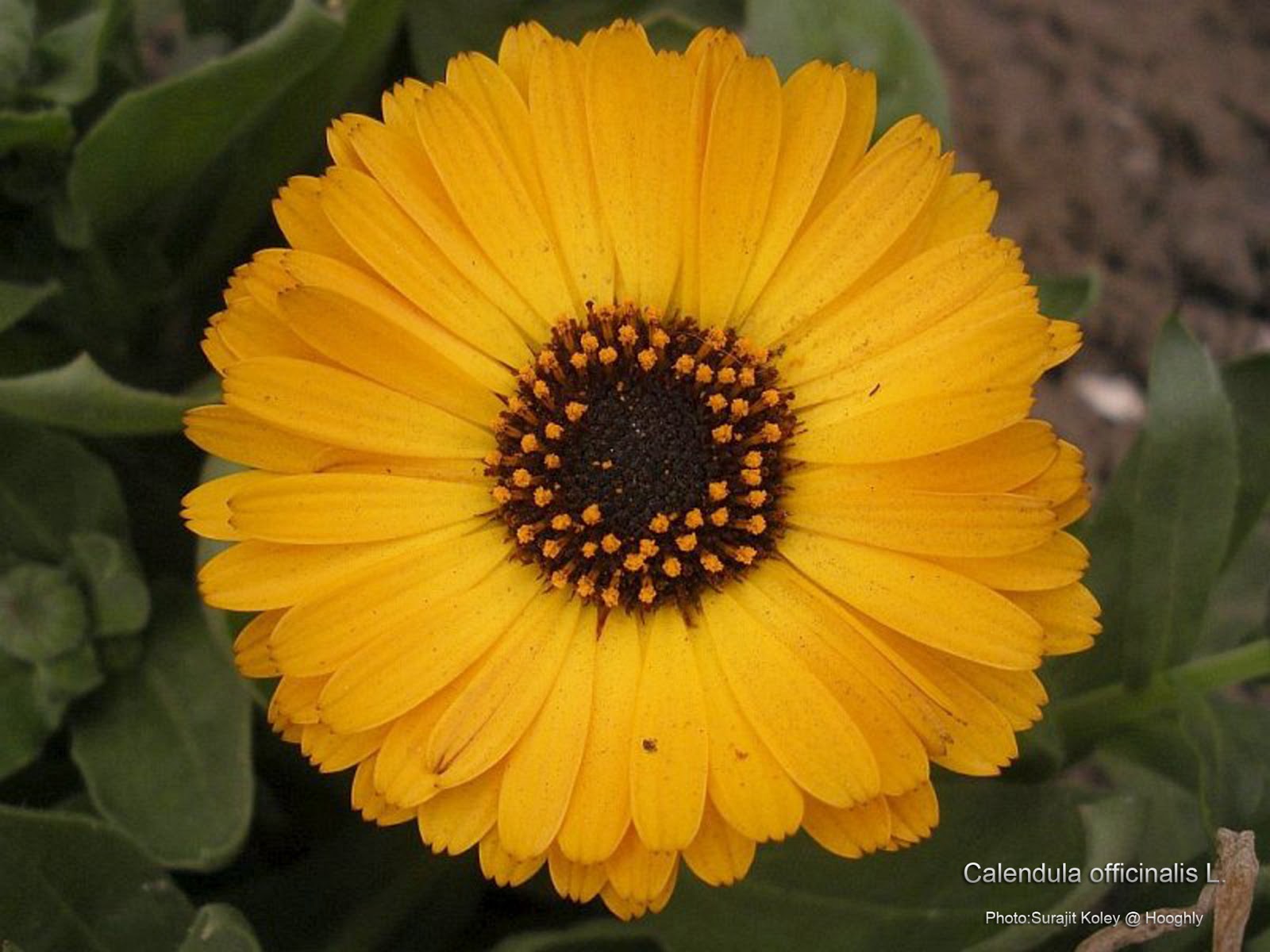 Medicinal Plants Calendula officinalis Mary Gold Banthi Thulukka