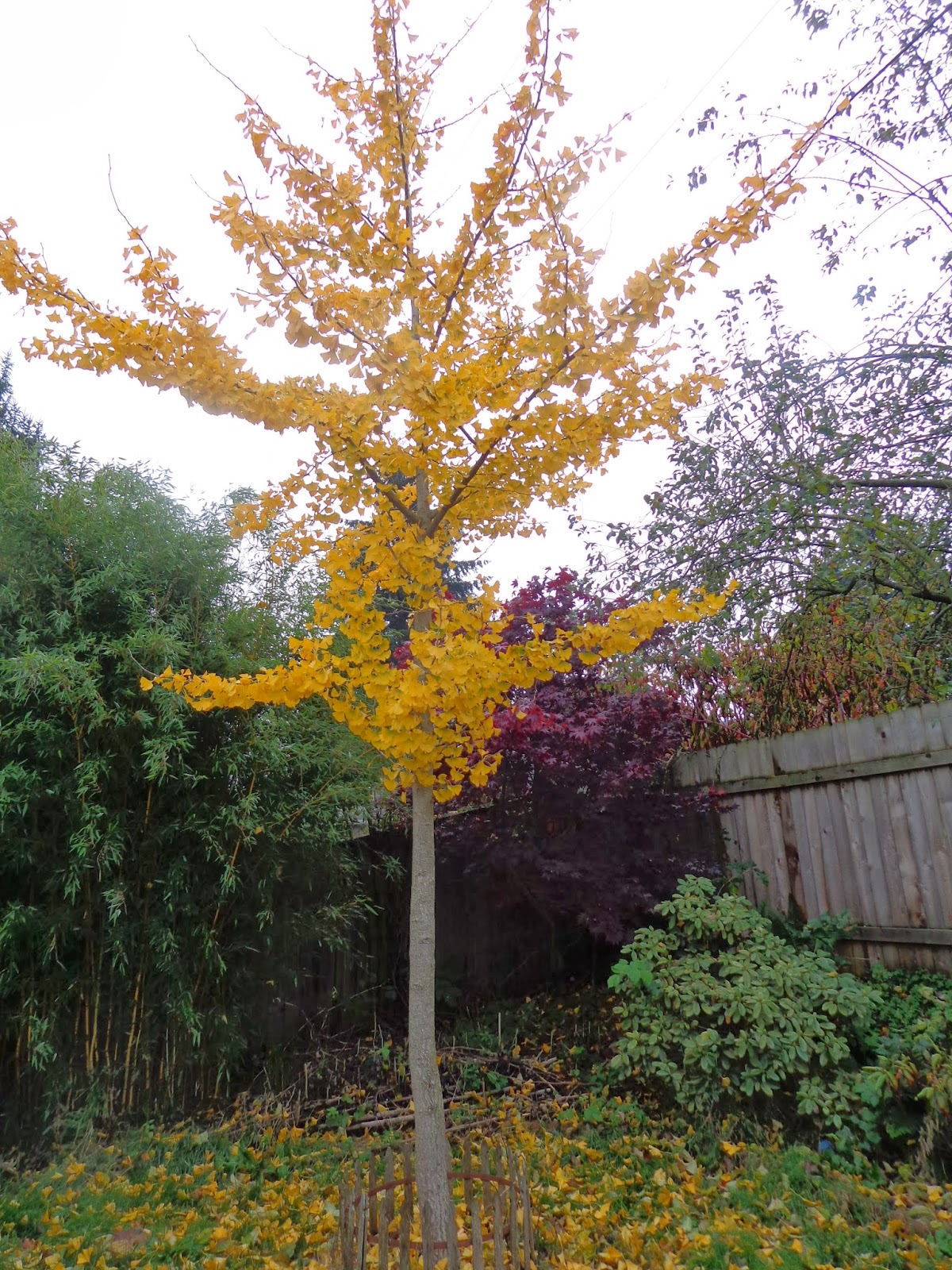 Growing Greener in the Pacific Northwest Ginkgo Trees. Progress Report