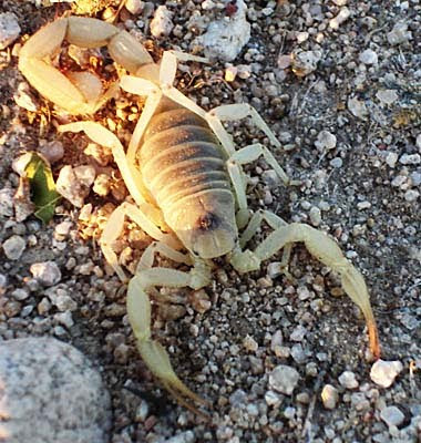Australian Desert Animals Pictures