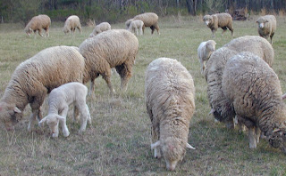 Marr Haven ewes day before shearing.