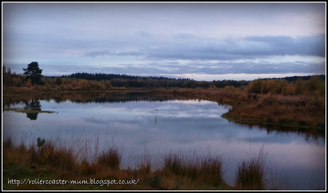 Heathland landscape Longmoor Ranges - Heathland landscape at dusk