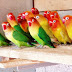 Cara Beternak Burung Love Bird Bagi Pemula Cara Beternak Burung Love Bird Bagi Pemula