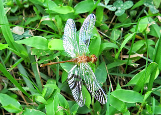 Sympetrum species, Lake Siri, Sunday, August 24, 2014, 12:47:28 PM