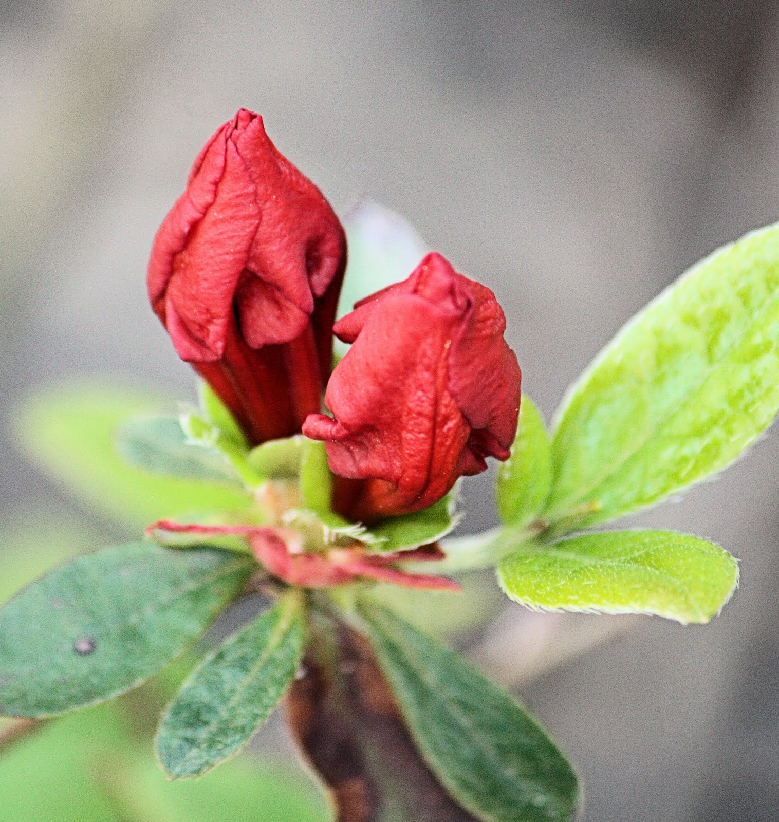 Round The Bend Ruby Red Azalea Buds