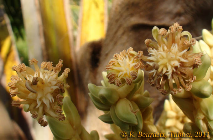 rencontre nains