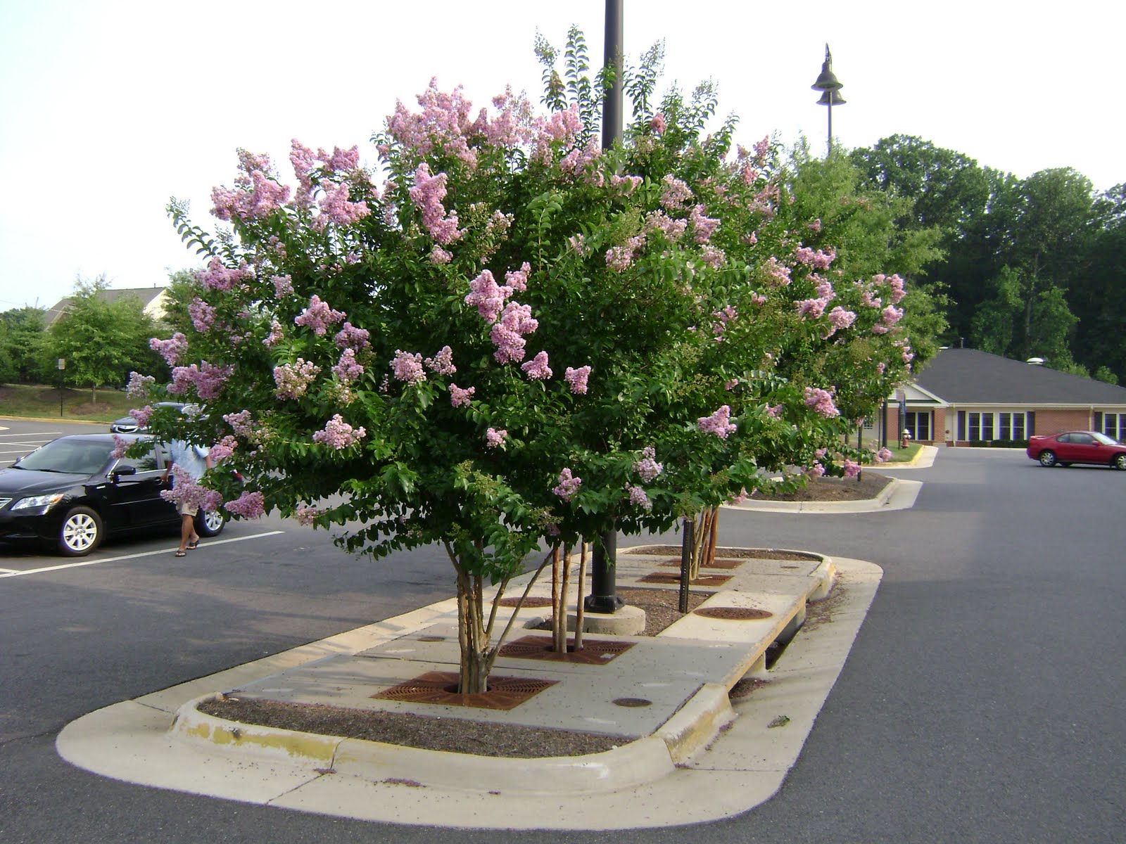 Ramblin' with AM Dreams of Zone 5 Crepe Myrtle