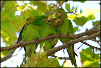 Calancates ala roja - foto: Gustavo Di Giacomo