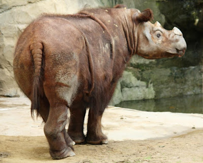Rinoceronte da Sumatra - Sumatran Rhino - Dicerorhinus sumatrensis at Cincinnati Zoo. Foto: Wikipédia. Rinoceronte, Rinoceronte da Sumatra, Sumatran Rhino, Dicerorhinus sumatrensis, Cincinnati Zoo, Animal, Extinção, Extinction, wildlife, Nature, animais, mamíferos, Sumatra