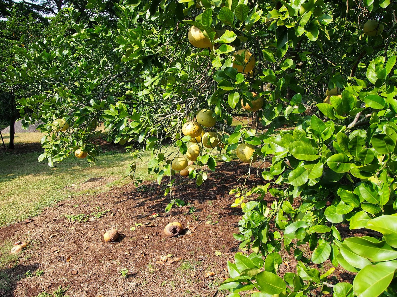 Twisted Fern Farm Kauai Gardens