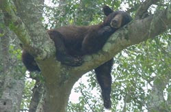 Tree Bear