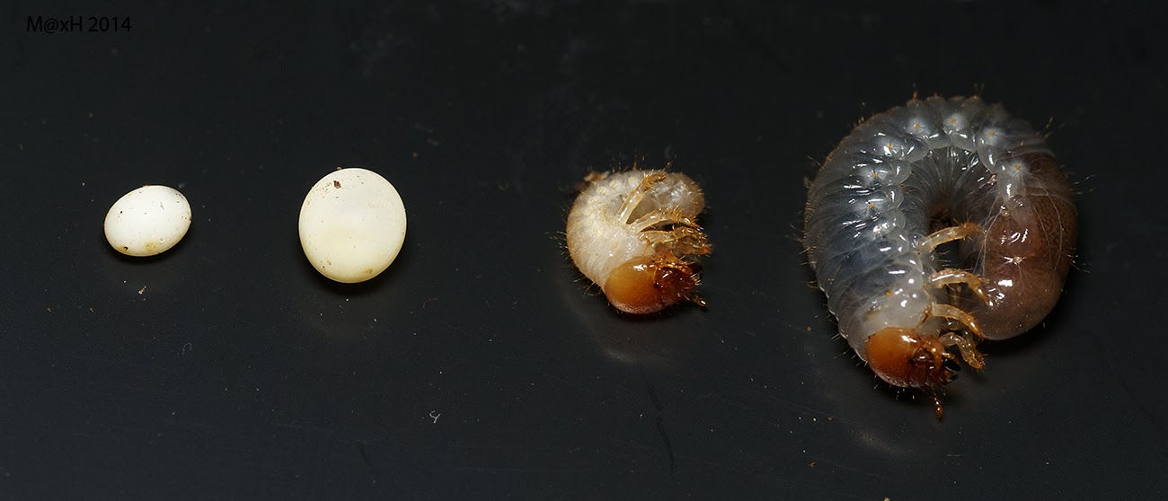 rhinoceros beetle larvae price