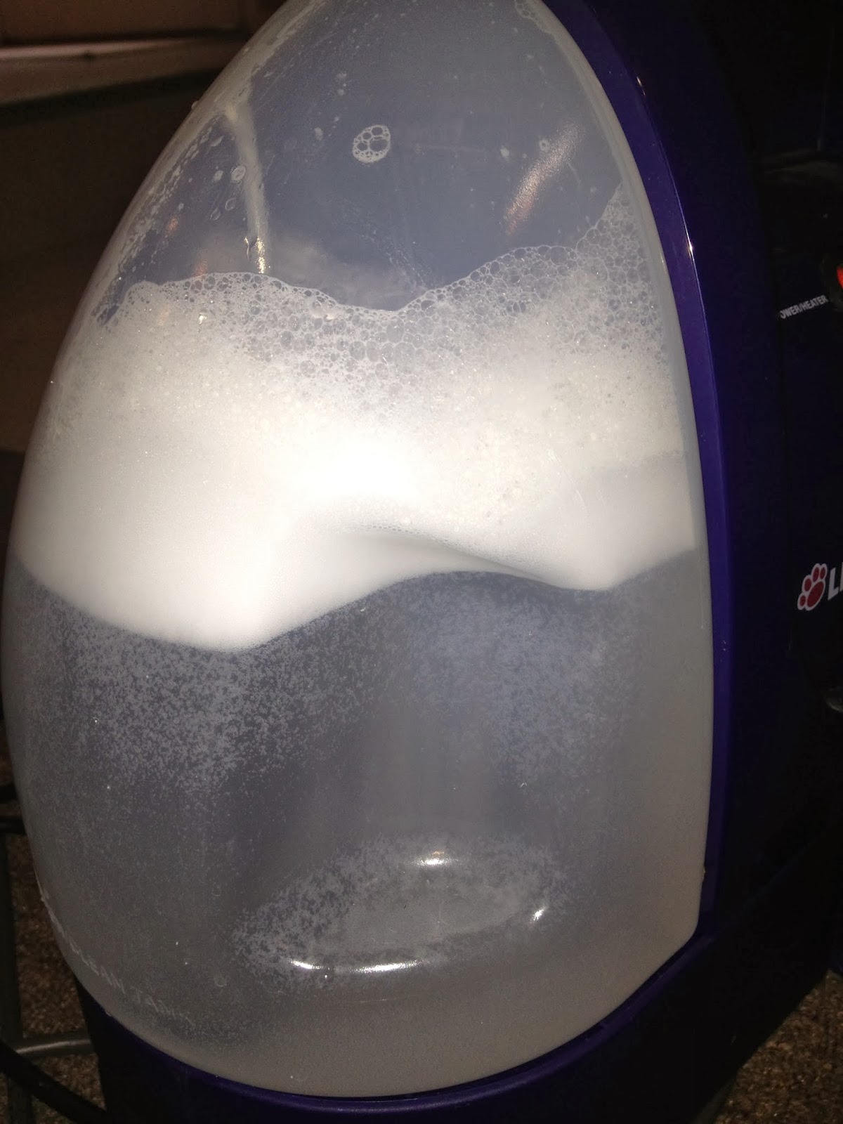 The DIY Guinea Pig Carpet Cleaner with Oxiclean