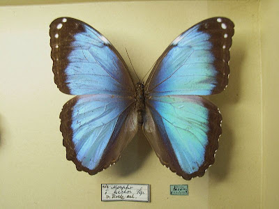 Morpho helenor Morpho helenor