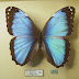 Morpho helenor