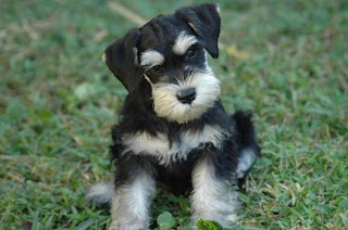 miniature schnauzer dog animal pets puppy wallpaper miniature schnauzer dog animal pets puppy wallpaper