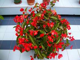 Plantes Flors 2011