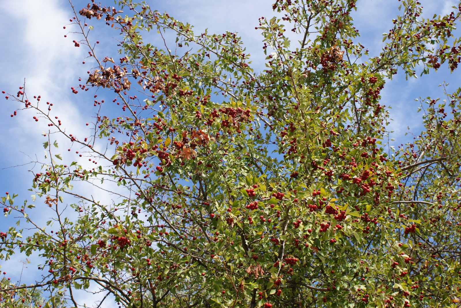 Al Sur de Jaén Sierra Sur El espino albar, espino blanco o majoleto.