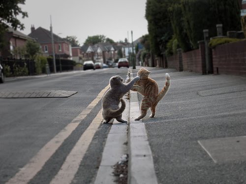 Cat Fight Injuries