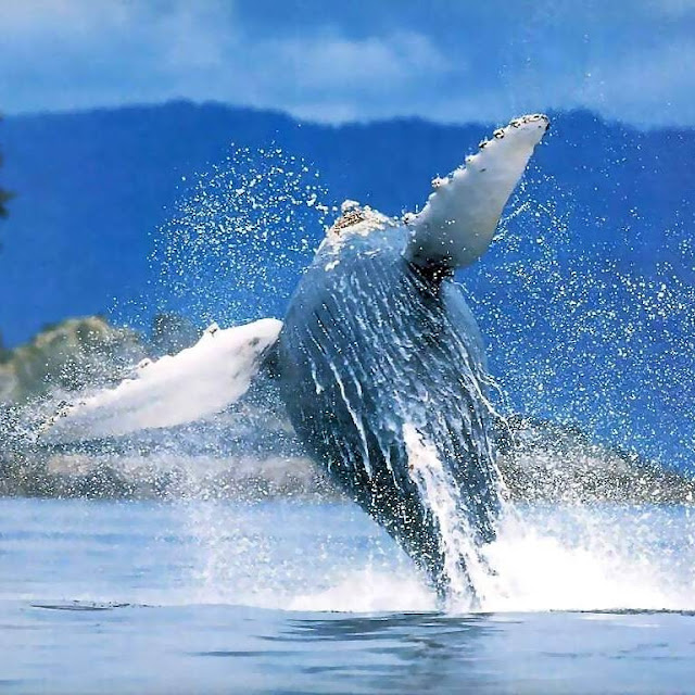 kumpulan gambar ikan paus