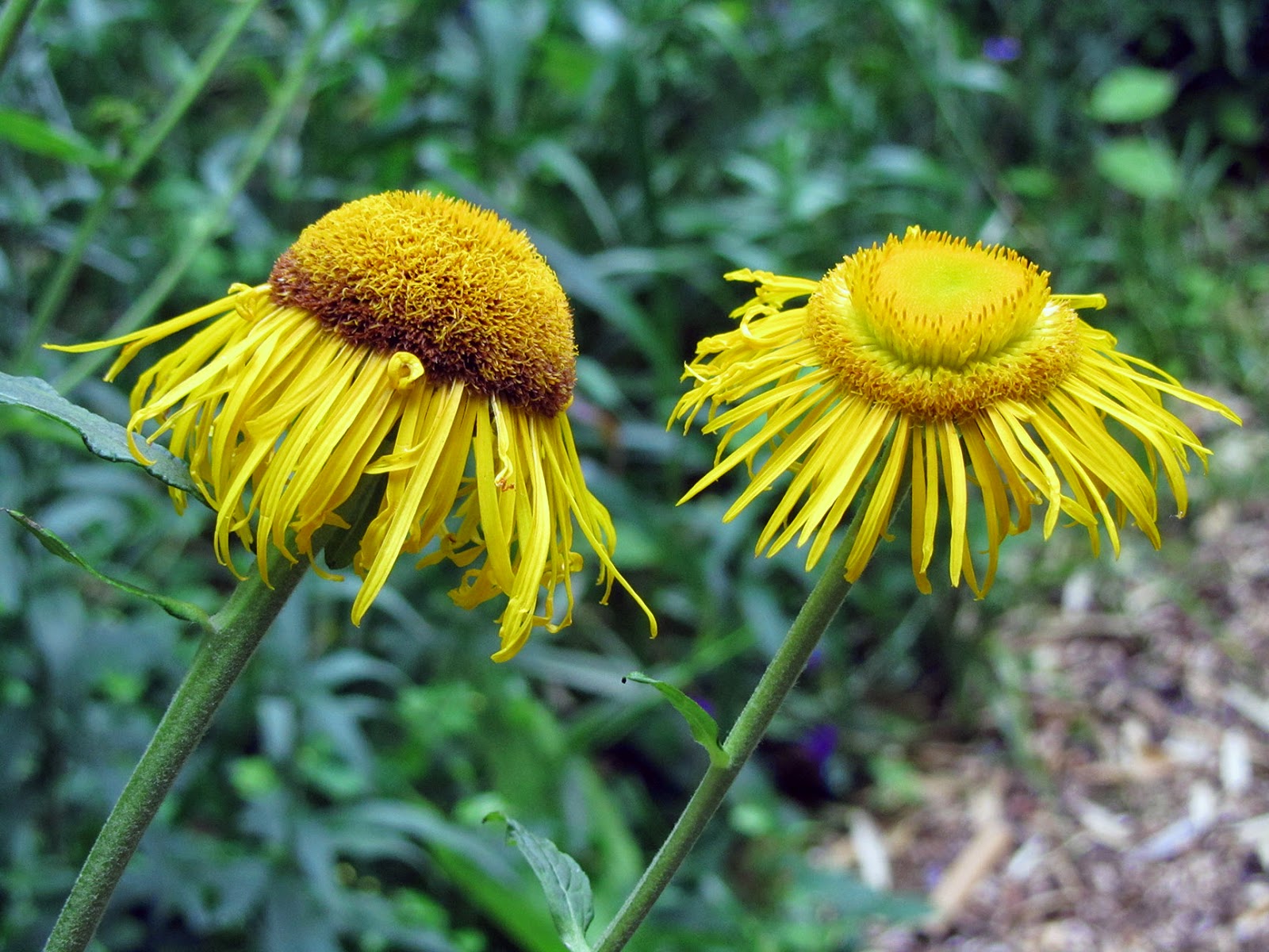 ruffled looking yellow flowers