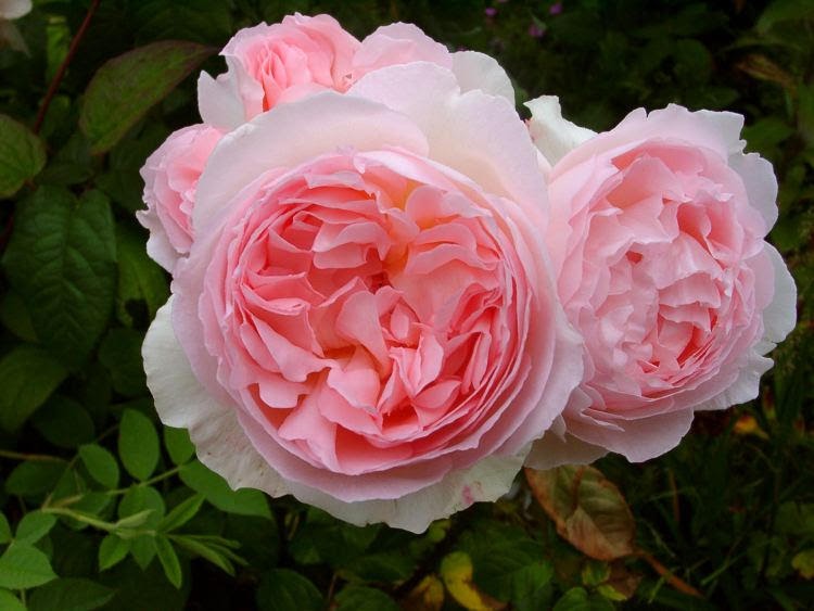 Children of the Corm A Charleston Garden Blog 10 Shade Tolerant Roses