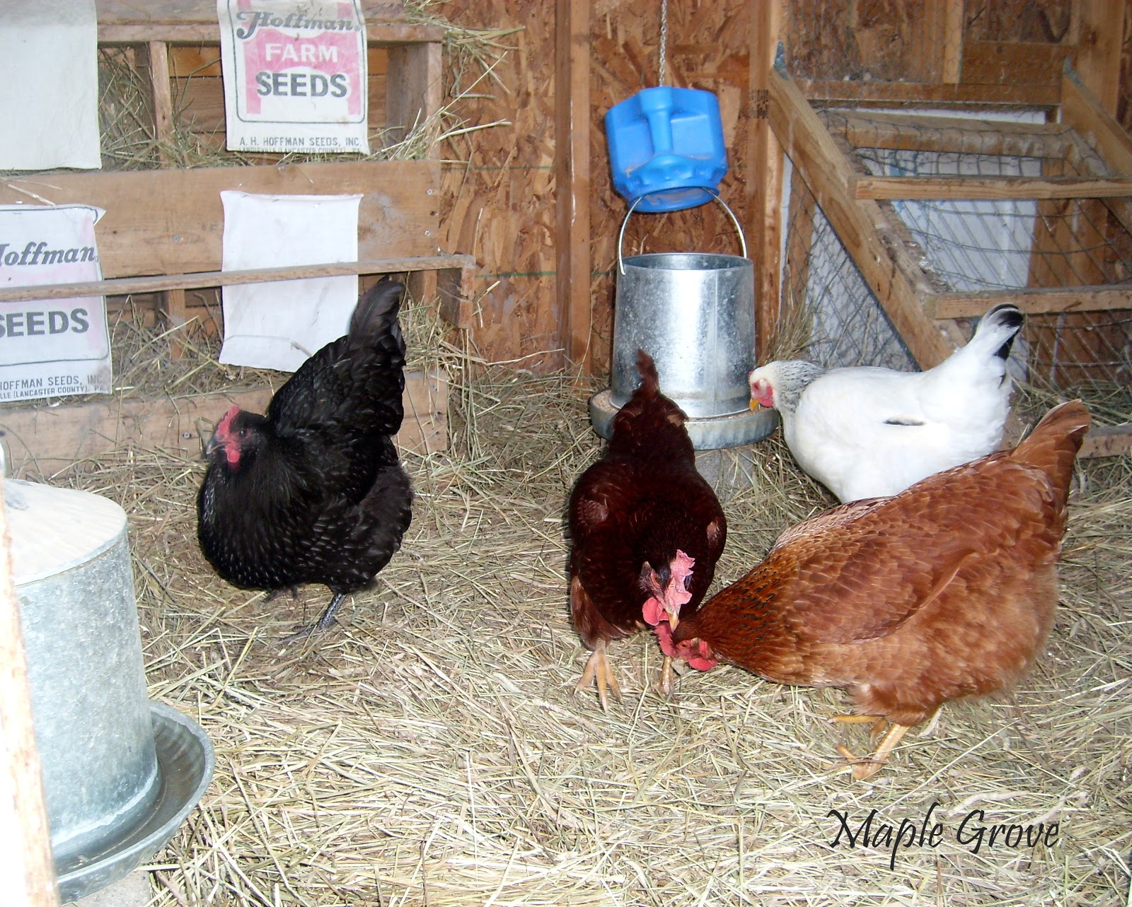 Maple Grove Cleaning the Hen House