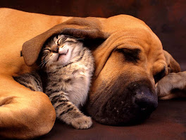 Cat And Dog   The Best Friend