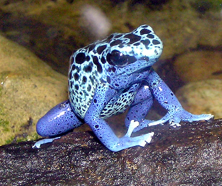 poison dart frogs the most poisonous animal the wildlife poison dart frogs the most poisonous animal the wildlife