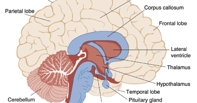 CBSE Papers, Questions, Answers, MCQ: CBSE - Class X - Science