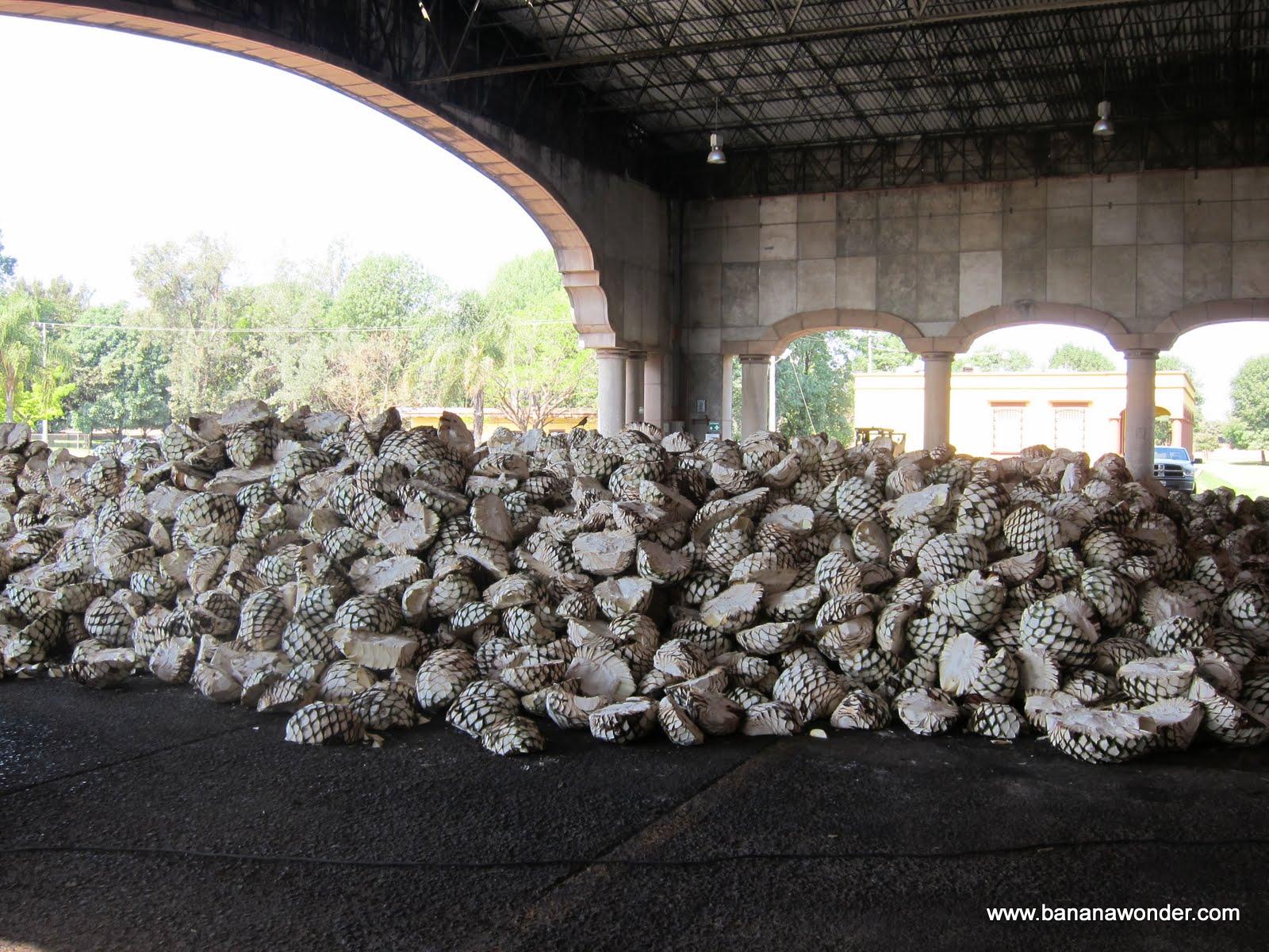 Banana Wonder Virtual Tour of the Herradura Tequila Factory