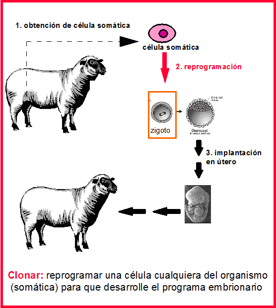CLONACION √ TIPOS DE CLONACION DEL SER HUMANO