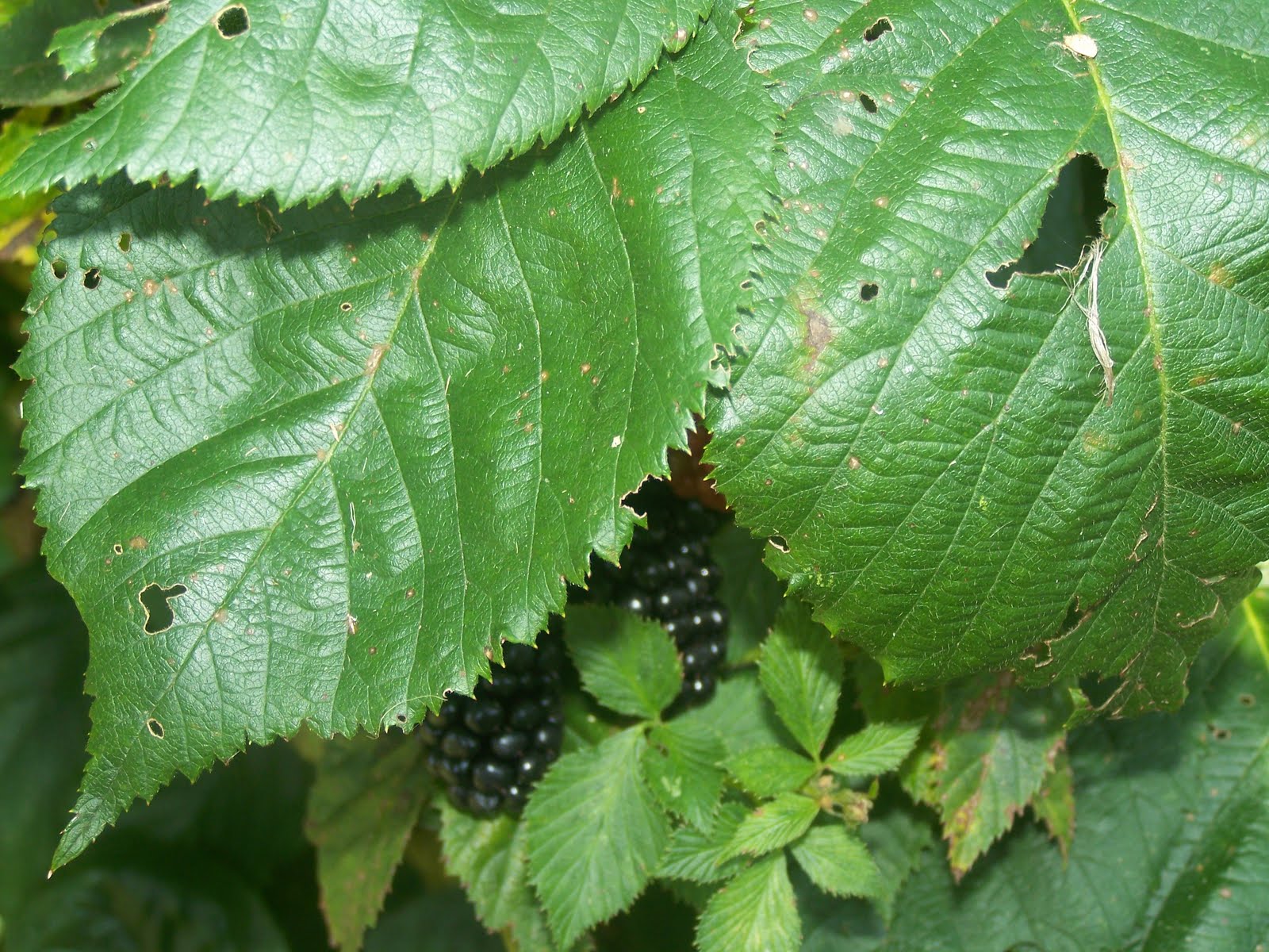 Picking Blackberries 101