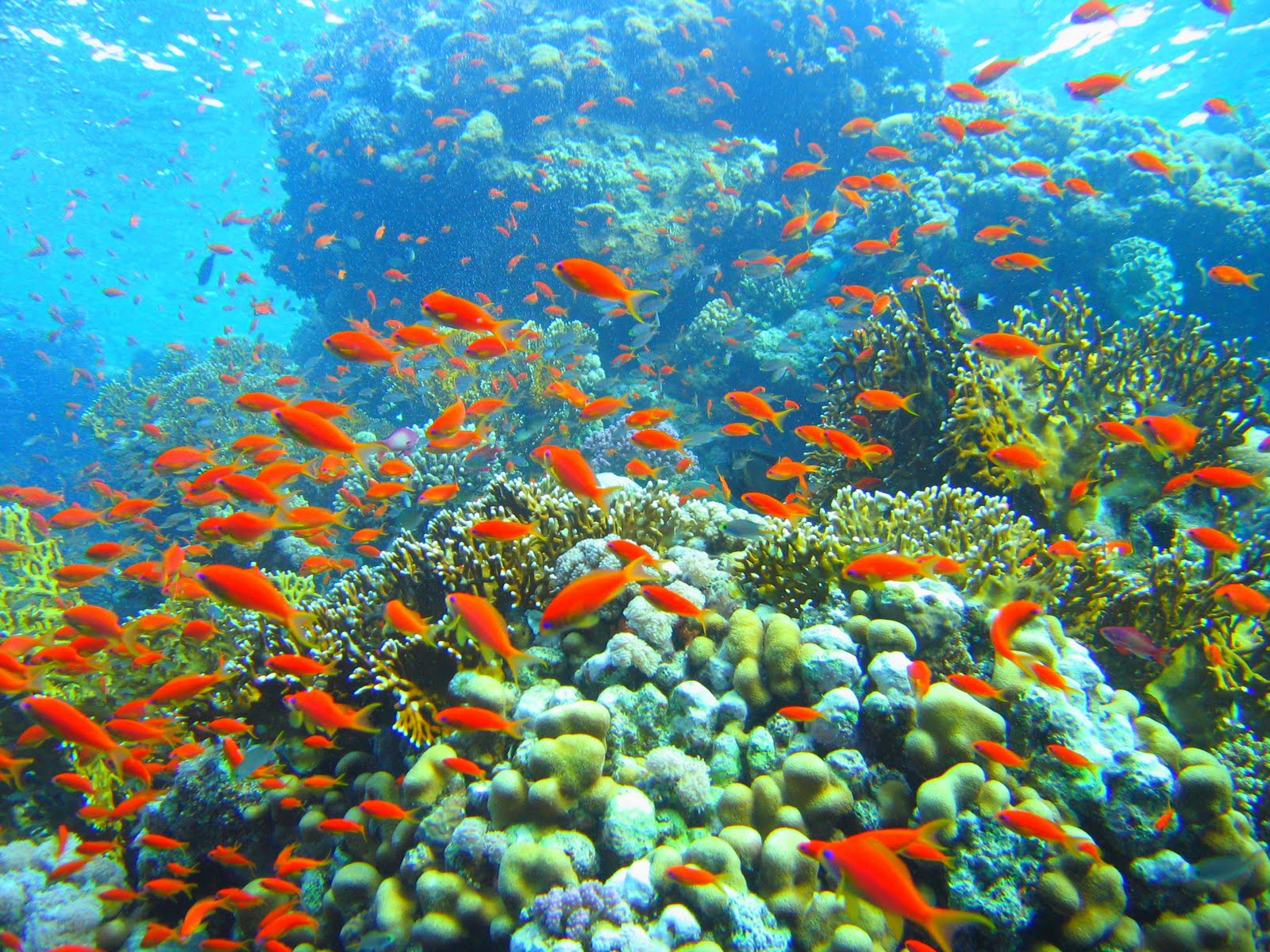 http://4.bp.blogspot.com/-rDw7pM1nP70/Tbk22LvGA2I/AAAAAAAAAG0/uPSfxeK-PUA/s1600/Coral_reef_in_Ras_Muhammad_nature_park_%2528Iolanda_reef%2529.jpg