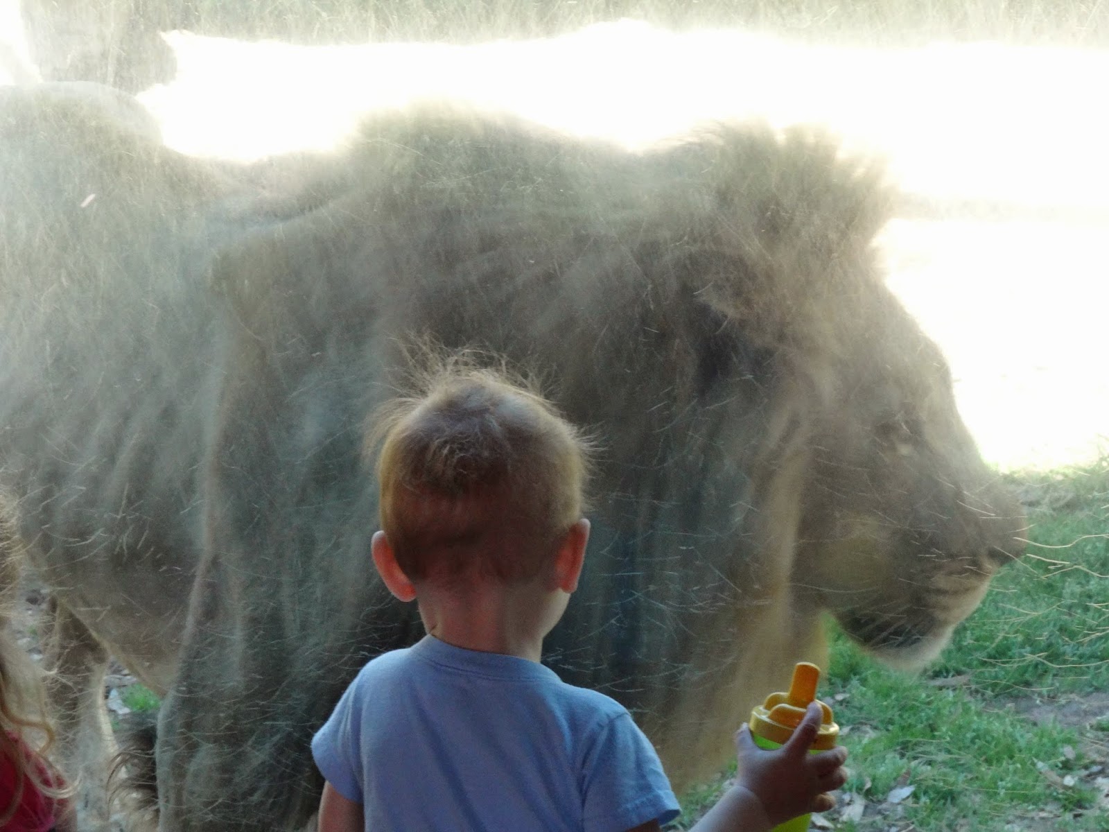 Femme au foyer The best small zoo in America the Greenville Zoo
