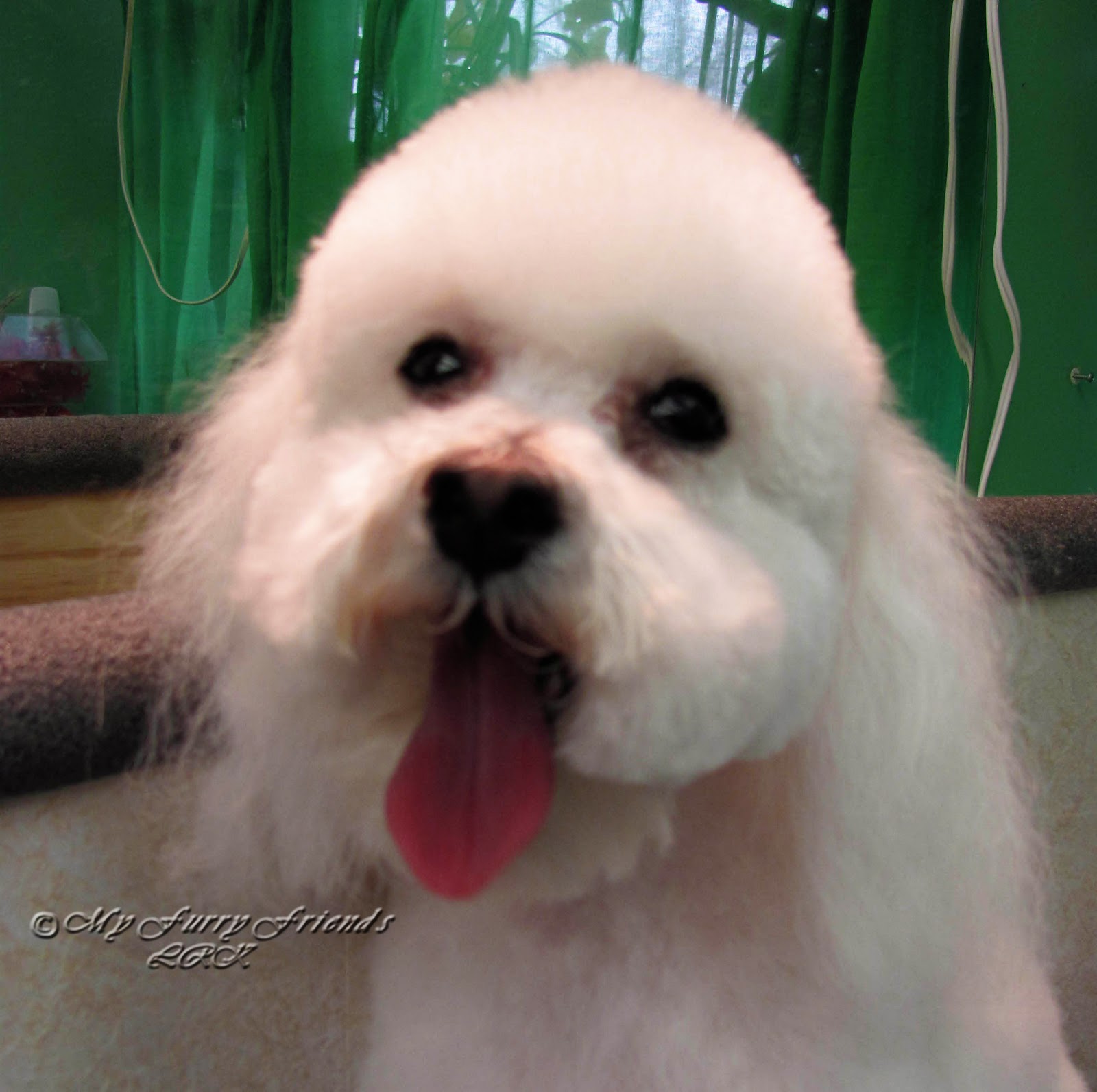 Bichon Cut Pictures