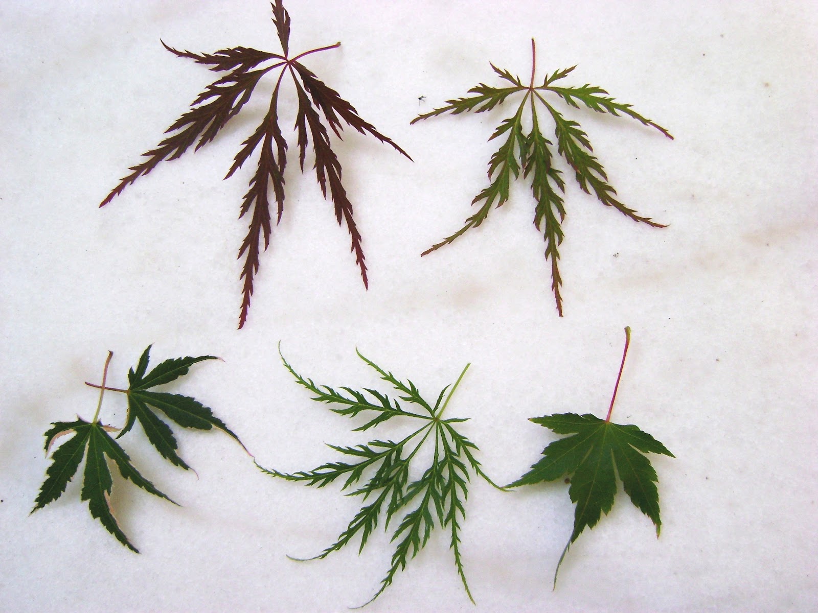 PlantZee Information On Japanese Maple PlantZee Information On Japanese Maple