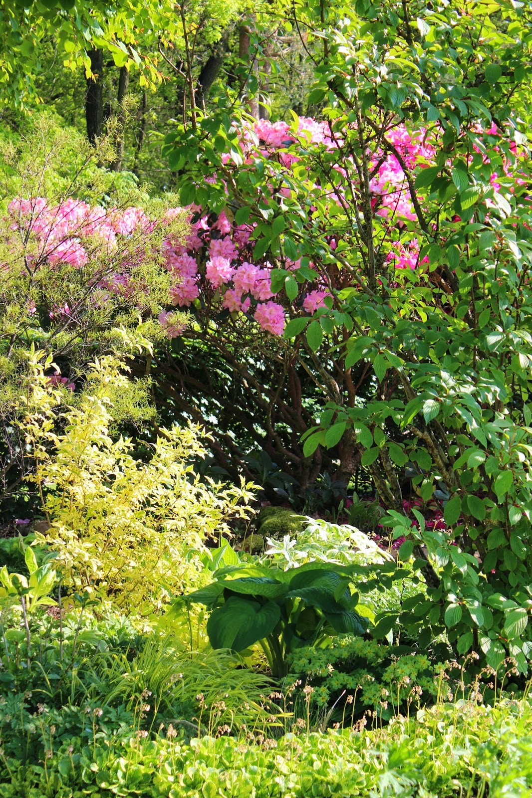 Anettesflora: maj 2014