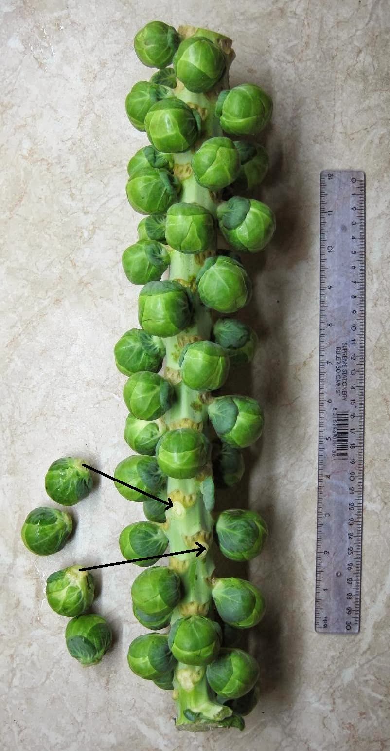 Living in England Brussels sprouts tree for Christmas