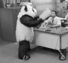 panda angry panda gif panda angry panda gif