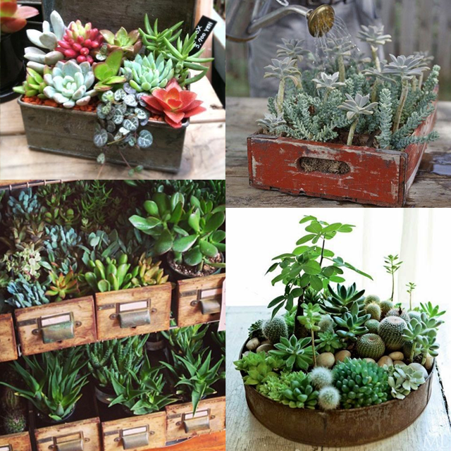 Succulentes empotées - Spice Rabbits - http://spicerabbits.blogspot.fr/