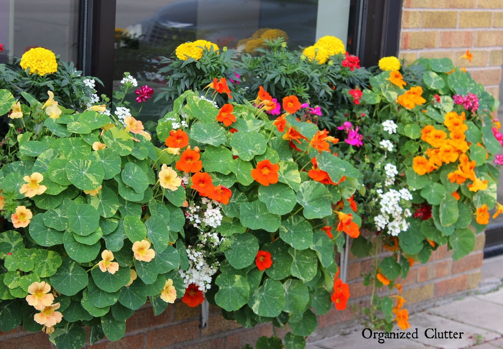 The Prettiest Window Box in Town 2015 Organized Clutter