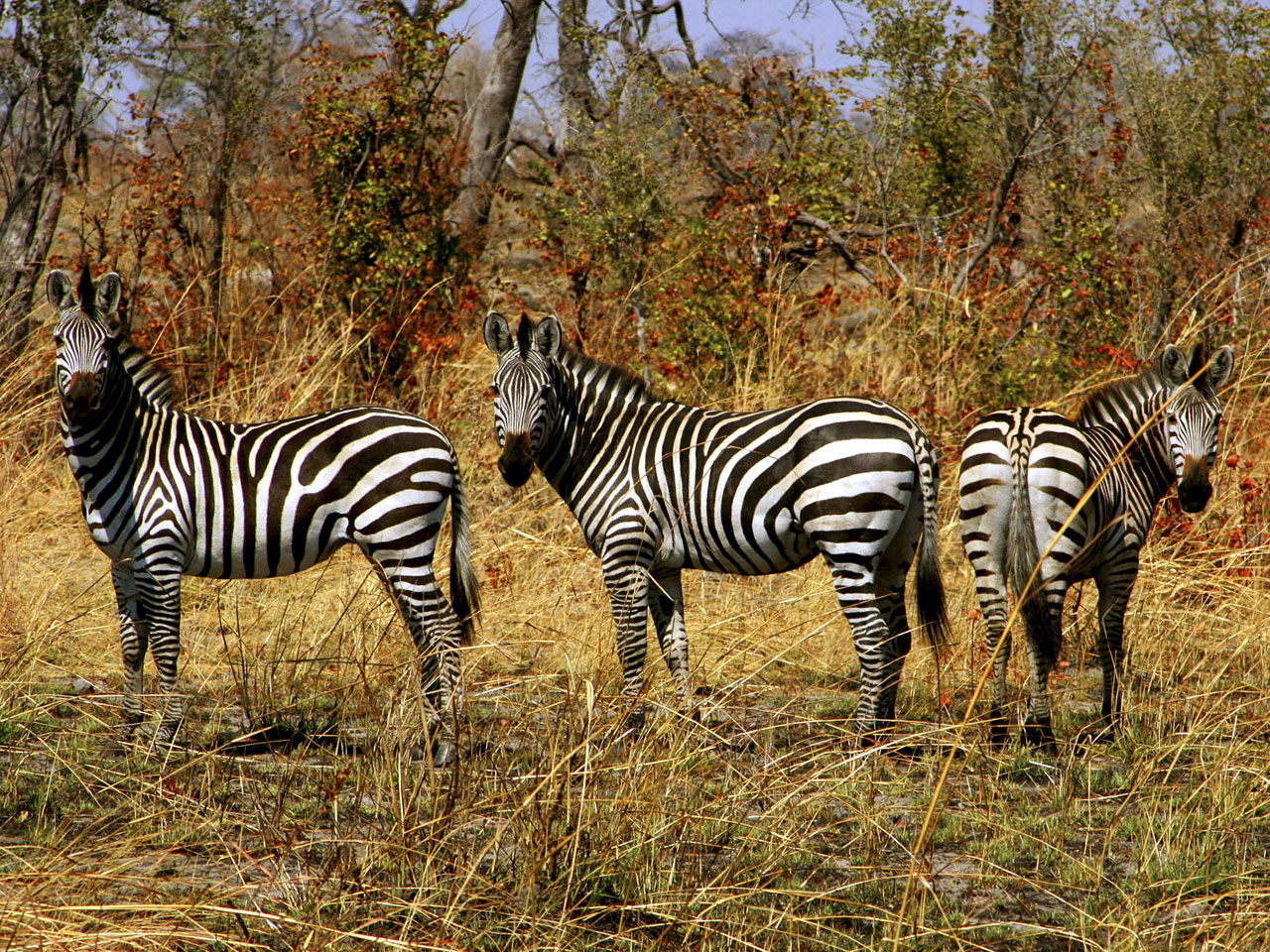http://4.bp.blogspot.com/-rFkOnxpXnG8/T9qYwc2r2TI/AAAAAAAAt2k/3ca_nhLFoHs/s1600/zebra-wallpaper.jpg