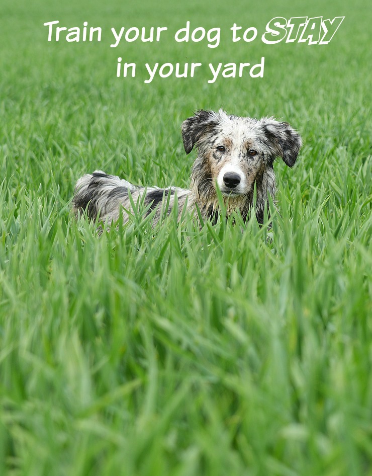 How To Train Your Dog To Stay In Unfenced Yard How To Train Your Dog To Stay In Unfenced Yard