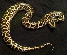 ular berbisa,venomous snake,undeadly snake