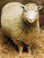 Dolly domba hasil kloning