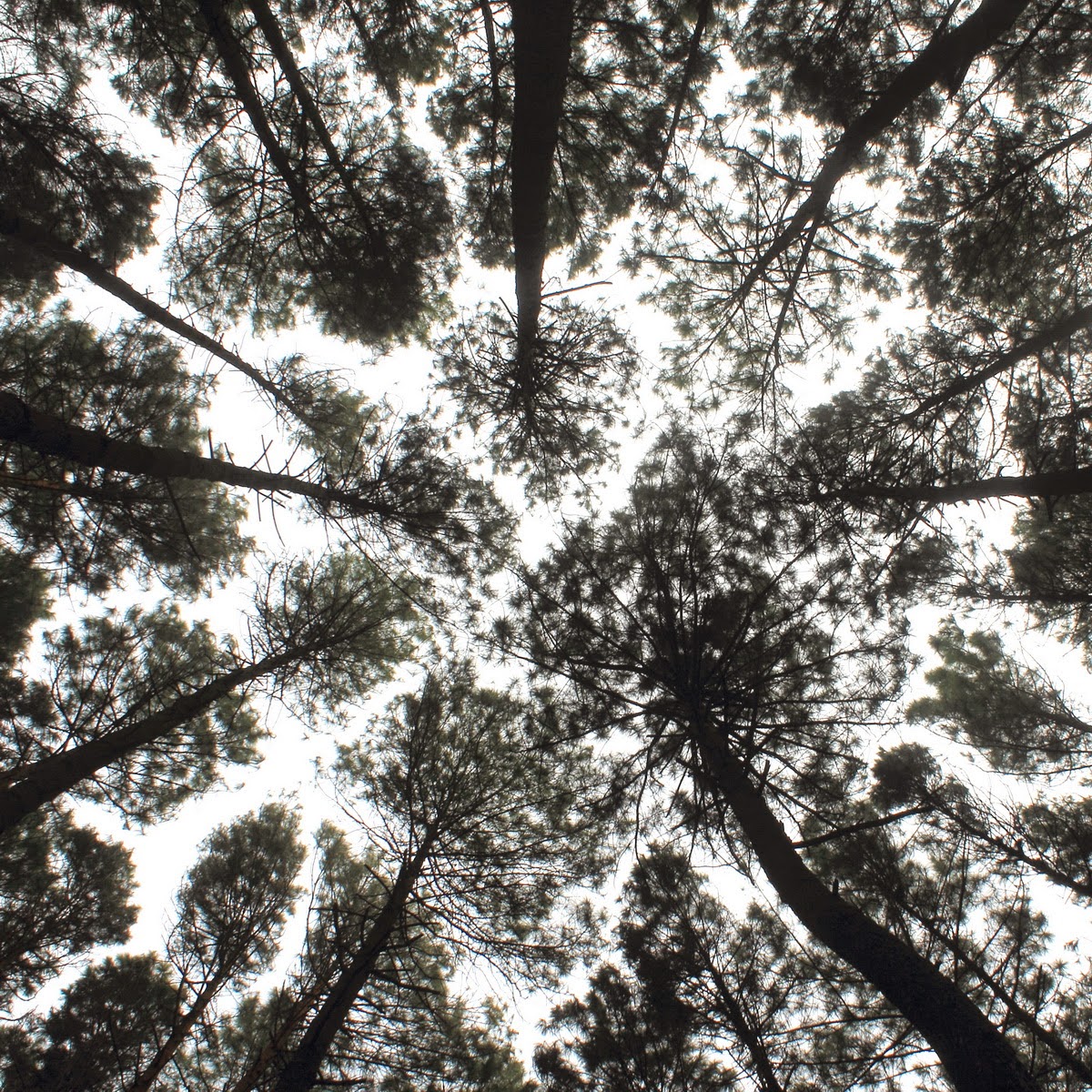Hutan Pinus Imogiri High Contrast Black and White Photo